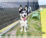 Small #1 Siberian Husky