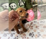 Small Photo #5 Dachshund Puppy For Sale in PERRIS, CA, USA