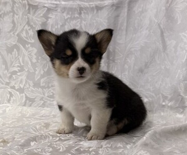 Medium Photo #1 Pembroke Welsh Corgi Puppy For Sale in STANLEY, WI, USA
