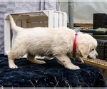 Small #6 Golden Retriever
