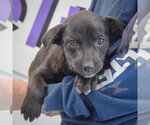 Small #2 Golden Retriever Mix