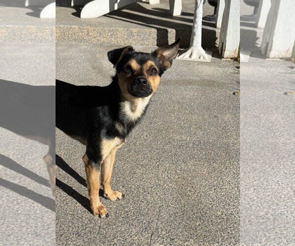 Medium Photo #5 Chihuahua Puppy For Sale in Sandy, UT, USA