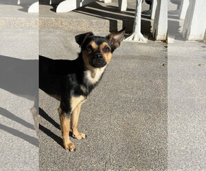 Guenther - Female Chihuahua Dog for Adoption - Photo #5