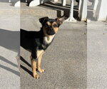 Small Photo #5 Chihuahua Puppy For Sale in Sandy, UT, USA