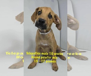 Pointer-Unknown Mix Dogs for adoption in pomfret, CT, USA