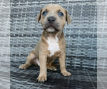 Puppy Iyla American Bully