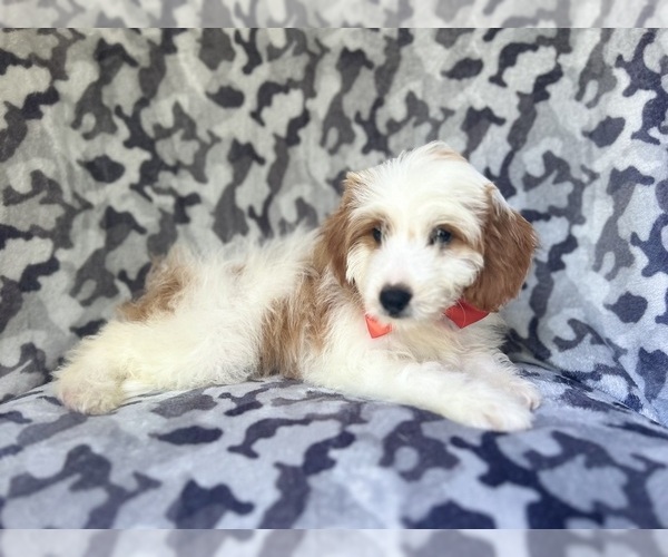 Medium Photo #5 Cavapoo Puppy For Sale in LAKELAND, FL, USA