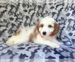 Small #4 Cavapoo