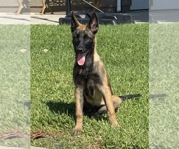 Medium Photo #3 Belgian Malinois Puppy For Sale in SHERMAN OAKS, CA, USA