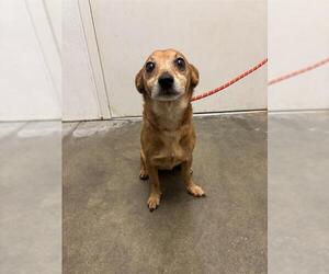 Chihuahua Dogs for adoption in Rosenberg, TX, USA