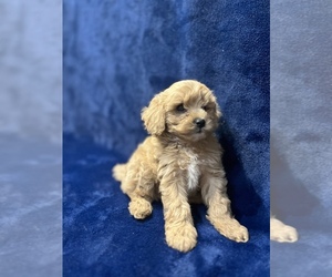 Cavapoo Puppy for sale in WARRENSBURG, MO, USA