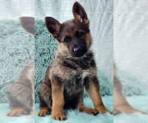 German Shepherd Dog Puppy for sale in WARREN, MA, USA
