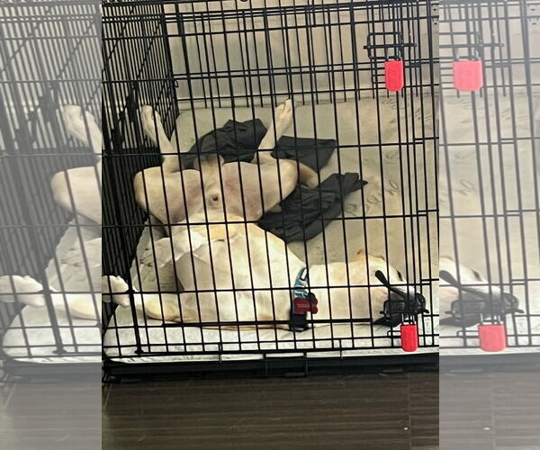 Medium Photo #2 American Pit Bull Terrier-Siberian Husky Mix Puppy For Sale in Huntington Beach, CA, USA