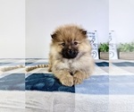 Small #1 Pomeranian
