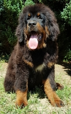 Tibetan Mastiff Puppy for sale in Balatonszabadi, Somogy, Hungary