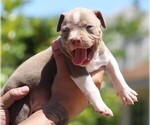 Small Photo #2 American Bully Puppy For Sale in CRESTVIEW, FL, USA