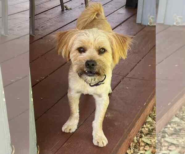 Medium Photo #4 Mutt Puppy For Sale in La Verne, CA, USA