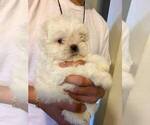 Small #9 Maltese