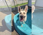 Small #4 German Shepherd Dog Mix