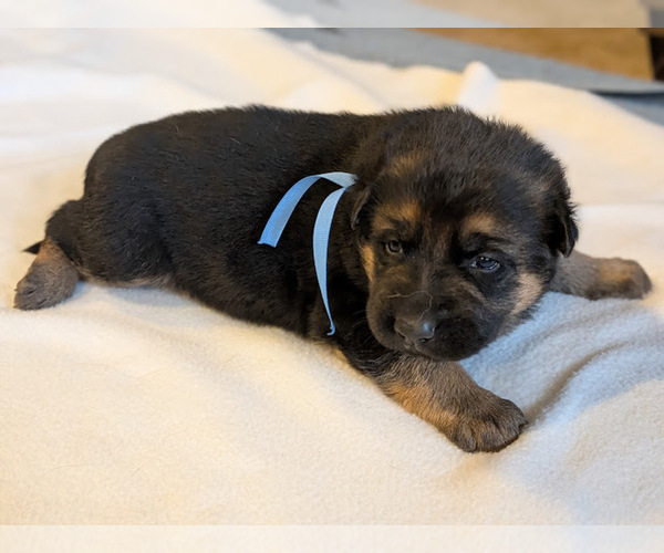 Medium Photo #5 German Shepherd Dog Puppy For Sale in OAK GROVE, OR, USA