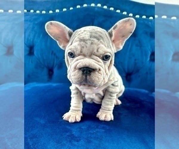 Medium Photo #13 French Bulldog Puppy For Sale in WEST HOLLYWOOD, CA, USA