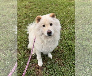 Chow Chow Dogs for adoption in Prescott, Ontario, Canada