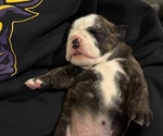 Puppy Stewie Olde English Bulldogge