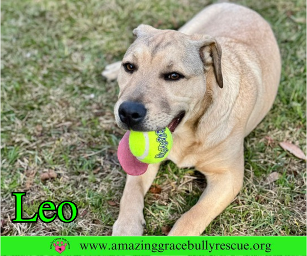 Medium Photo #6 Bulldog-Labrador Retriever Mix Puppy For Sale in Pensacola, FL, USA