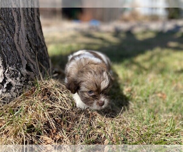Medium Photo #4 Havamalt Puppy For Sale in BLACK FOREST, CO, USA
