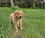 Small Photo #10 Golden Retriever Puppy For Sale in EARLHAM, IA, USA