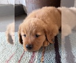 Puppy Puppy 5 Golden Retriever
