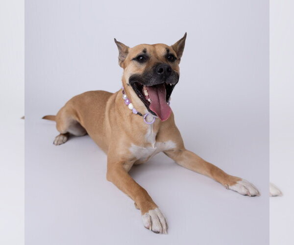 Medium Photo #10 Mutt Puppy For Sale in Fargo, ND, USA