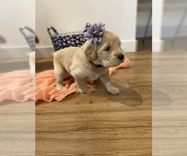 Medium Photo #9 Golden Retriever Puppy For Sale in CROWN POINT, IN, USA
