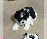 Small Photo #5 Shih-Poo Puppy For Sale in GLOUCESTER, VA, USA