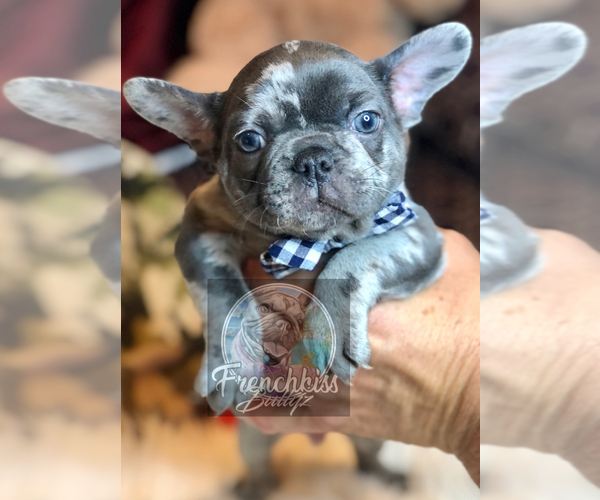 Medium Photo #35 French Bulldog Puppy For Sale in BUCKS BAR, CA, USA