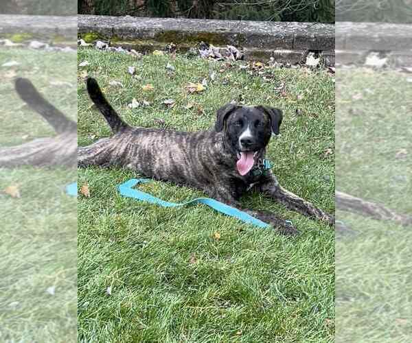 Medium Photo #4 Siberian Husky-Unknown Mix Puppy For Sale in Springdale, PA, USA