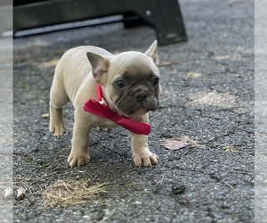 French Bulldog Puppy for sale in LANCASTER, PA, USA