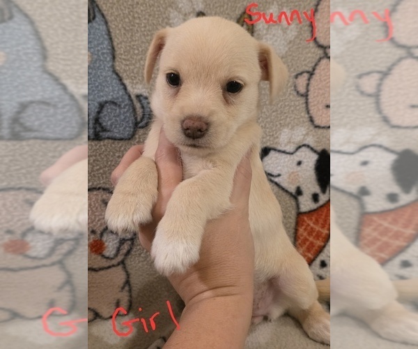 Medium Photo #30 Chizer Puppy For Sale in MONTEZUMA, GA, USA