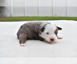 Miniature Australian Shepherd Puppy for sale in PALM COAST, FL, USA