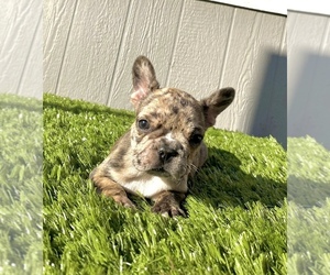 French Bulldog Puppy for sale in MIAMI, FL, USA