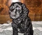 Puppy 7 Cock-A-Poo