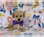 Small #1 Golden Retriever