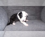 Small Photo #9 Border Collie Puppy For Sale in AIKEN, SC, USA
