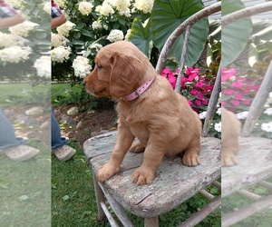Medium Golden Retriever