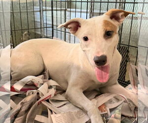 Chihuahua-Unknown Mix Dogs for adoption in Virginia Beach, VA, USA