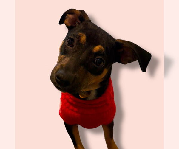 Medium Photo #1 Labrador Retriever-Unknown Mix Puppy For Sale in Rockville, MD, USA