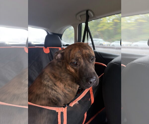 Medium Photo #8 Bullboxer Pit Puppy For Sale in Oakhurst, NJ, USA