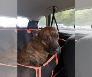 Ellie - brindle boxer beauty - Female Bullboxer Pit Dog for Adoption - Photo #8