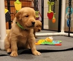 Puppy Kiwi Golden Retriever