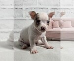 Small #18 Chihuahua